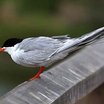 Forster's Tern